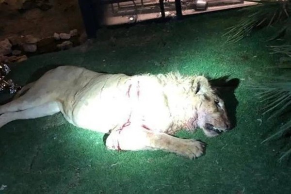 أول تعليق من شقيق الشاب الذي قتله أسد في الرياض بشأن ما يُنشر بالإعلام.. ويكشف مفاجأة بشأن والده ووالدته