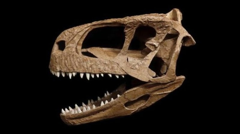 606b1ead1e16f - رأس ديناصور عمرها 85 مليون سنة.. اكتشفت في هذه المنطقة