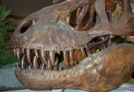 بالصور.. رأس ديناصور عمرها 85 مليون سنة.. اكتشفت في هذه المنطقة