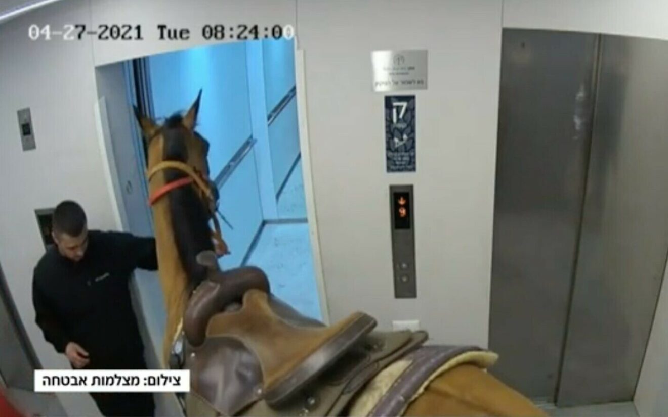 بالفيديو: حصان يستقل مصعد برج سكني شاهق خلال زيارة عائلية
