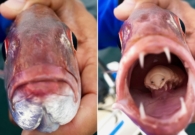 بالصور: شاب يفاجأ بكائن مخيف داخل فم سمكة بعد اصطيادها