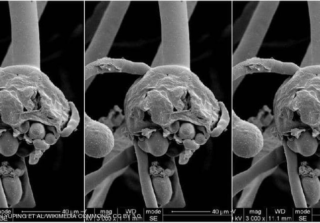 مصر.. أول إجراء رسمي من الصحة بشأن الفطر الأسود