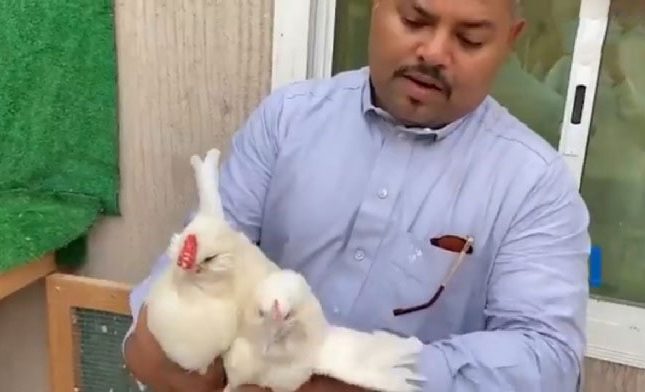 دجاجة بـ 10 آلاف ريال في مكة.. وصاحب المزرعة يكشف سر ارتفاع سعرها -فيديو
