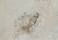 صور. اكتشاف بقايا حوت منقرض منذ 37 مليون سنة شمال السعودية