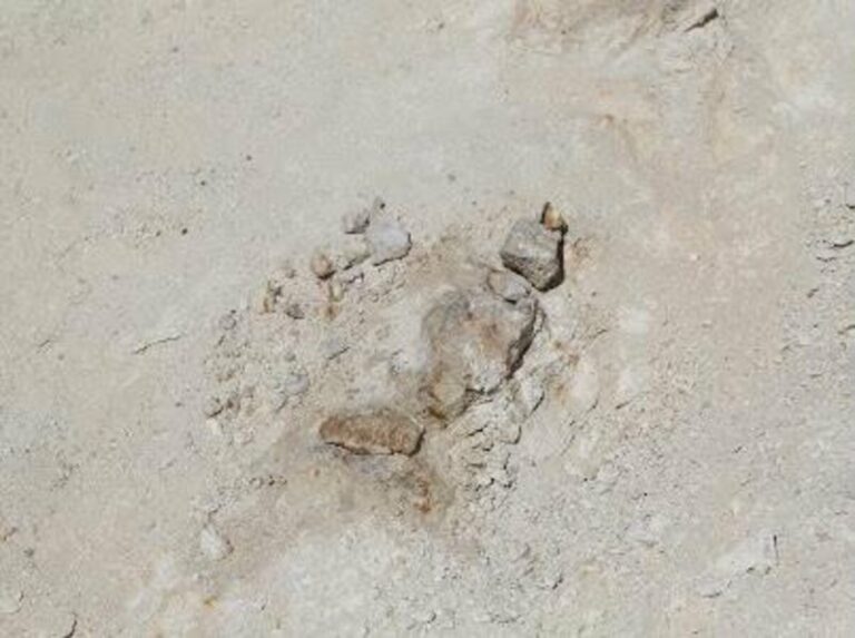 صور. اكتشاف بقايا حوت منقرض منذ 37 مليون سنة شمال السعودية