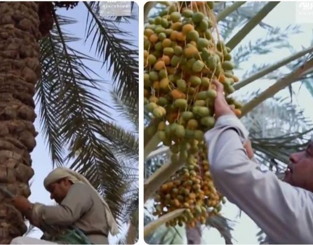 شاهد.. الزعاق يصعد نخلة باستخدام الحبل.. ويكشف عن النجم الذي يؤثر في نضوج التمر