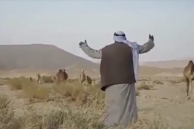 أرحب .. أهلًا.. شاهد: بدوي يغني لإبله فتسرع إليه ويقابلها بالأحضان