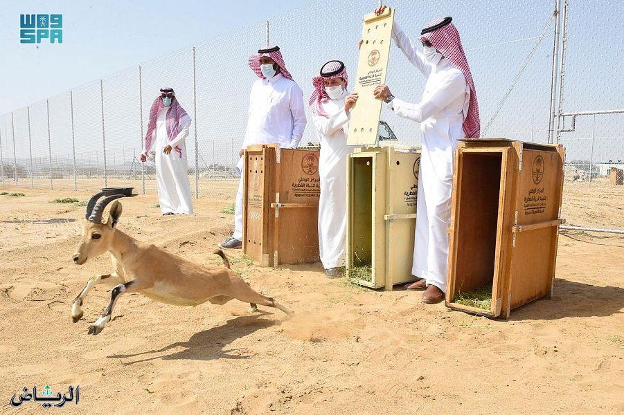 شاهد.. لحظة إطلاق دفعة جديدة من الوعول الجبيلية في الطائف