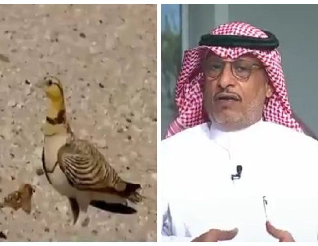 شاهد: مصور سعودي يستغرق 7 سنوات ليصور طائر القطا.. ويكشف سر انتظاره طوال هذه المدة!