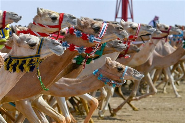 بالصور.. الهجن السعودية تخطف الأضواء في أول رموز مهرجان ولي العهد