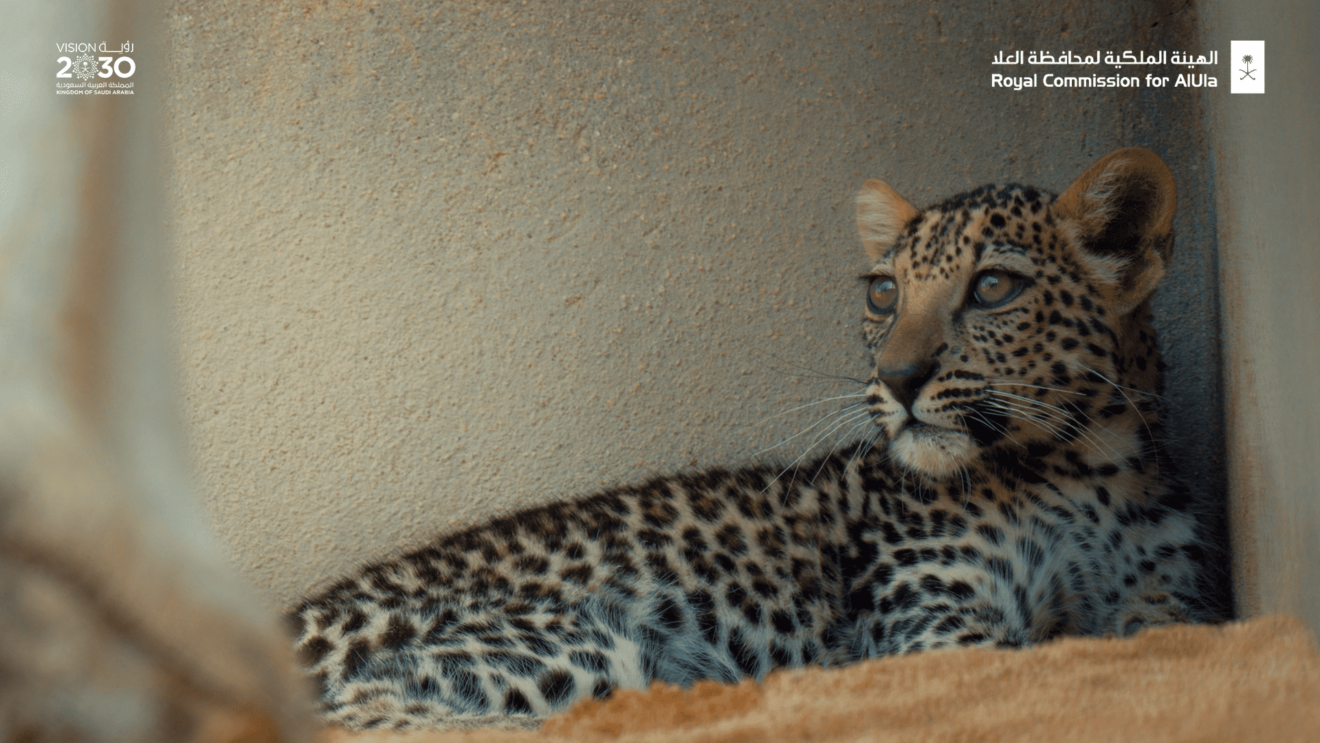 بالفيديو والصور: الهيئة الملكية لمحافظة العلا تكشف عن ولادة صغير نمر عربي نادر
