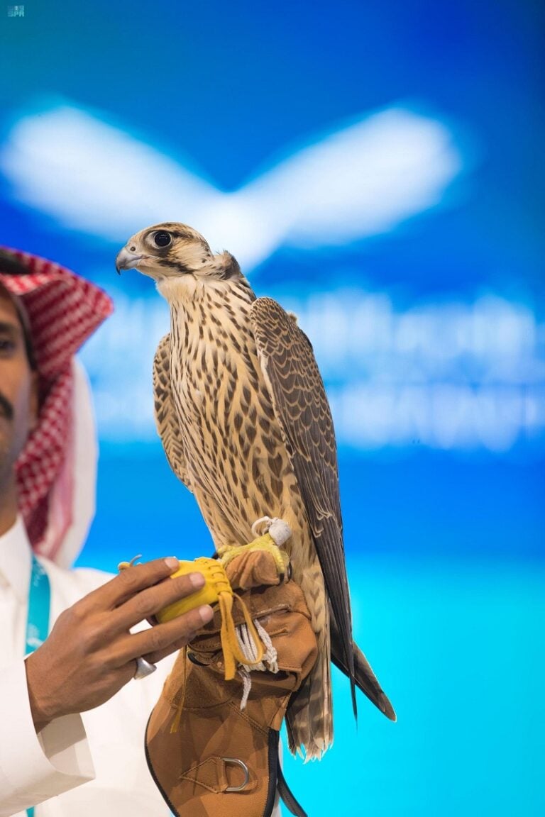 شاهد بالصور: صقر طريف الأغلى في مزاد نادي الصقور السعودي الثاني.. والكشف عن سعره