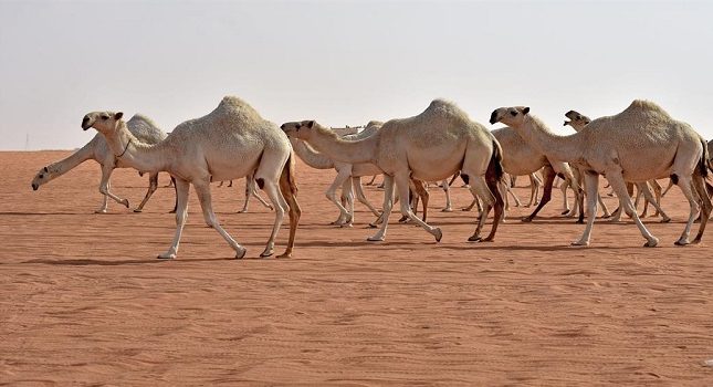 بالفيديو: مسؤول يكشف عن إجراء جديد بشأن مشاركة النساء في مهرجان الملك عبدالعزيز للإبل