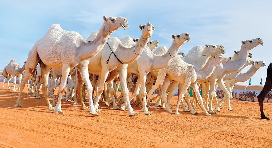 بن حثلين: 8 إبل تحطم أرقام أكبر اليخوت الفارهة في العالم بطاقمها