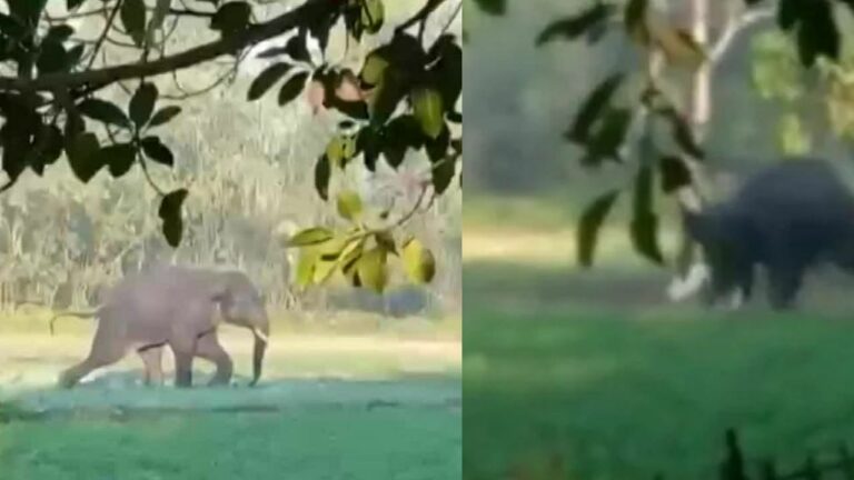 شاهد فيل يعتدي على رجل بوحشية وسط الحقول بعد مطاردة شرسة