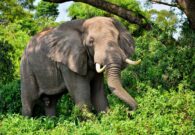 سفارة المملكة في أوغندا تكشف حقيقة مقتل مواطن سعودي دهساً تحت أقدام الفيلة