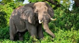 سفارة المملكة في أوغندا تكشف حقيقة مقتل مواطن سعودي دهساً تحت أقدام الفيلة