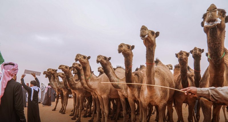 بسبب الأمطار.. تأجيل تحكيم الإبل الشقح والحمر على شلفا ولي العهد بسبب الأمطار