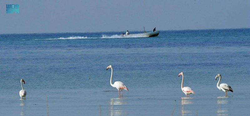 سواحل عسير.. تجربة فريدة تحت الغيوم ووسط أمواج البحر -صور