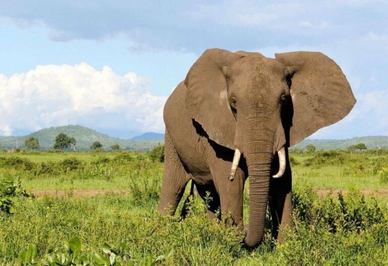 فيل يقتل سائحًا سعوديًّا في أوغندا.. والكشف عن التفاصيل