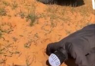 شاهد مواطن يوثق لحظه اصطياده لثعبان أرقم صحراوي وتعرضه لـ اللدغ