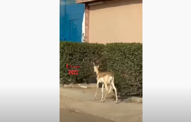 شاهد غزلان تتجول بطريق جنوب الرياض