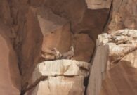 رصد أعداد كبيرة من النسر الأسمر في محمية الملك سلمان -صور