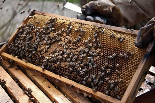 خبير يكشف فوائد النحل ومدى ارتباطه بحياة الإنسان