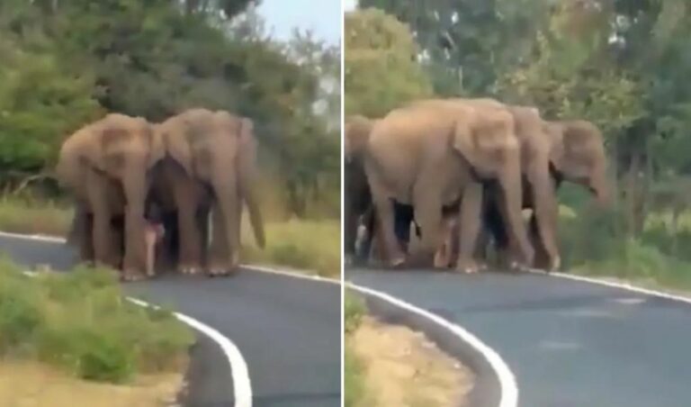 شاهد مجموعة من الفيلة يحيطون بفيل مولود حديثًا أثناء جولة بالغابة