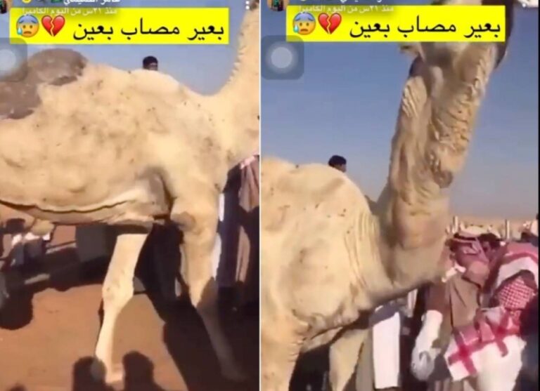بالفيديو: عين تُصيب بعير نادر وتفقده سعره من 6 ملايين إلى 50 ألف ريال