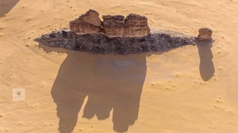 شاهد سمكة الصحراء بالعلا تلفت السعوديين.. والمصور يروي قصتها