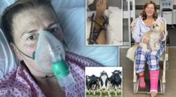هجوم وحشي لقطيع هائج من البقر يسحق امرأة خمسينية