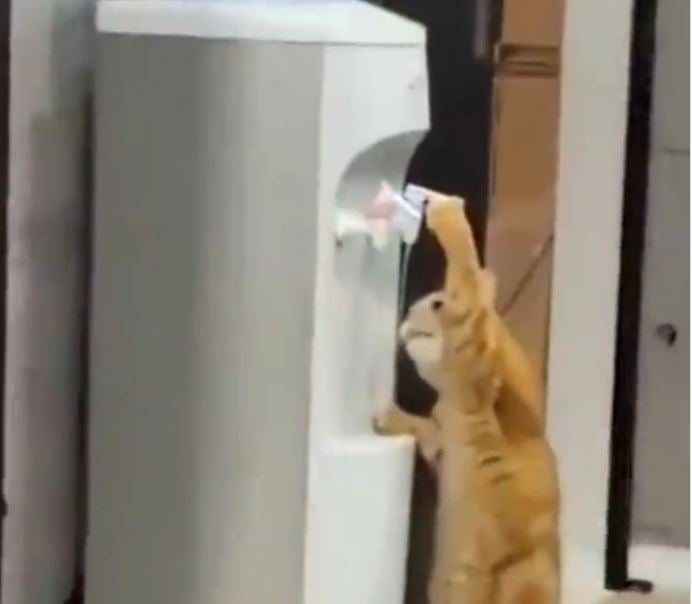شاهد مقطع طريف لقط يشرب من برادة مياه