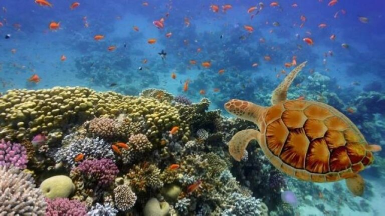 البيئة تعتزم إنشاء مؤسسة للمحافظة على الشعب المرجانية والسلاحف في البحر الأحمر… وهذه مهامها