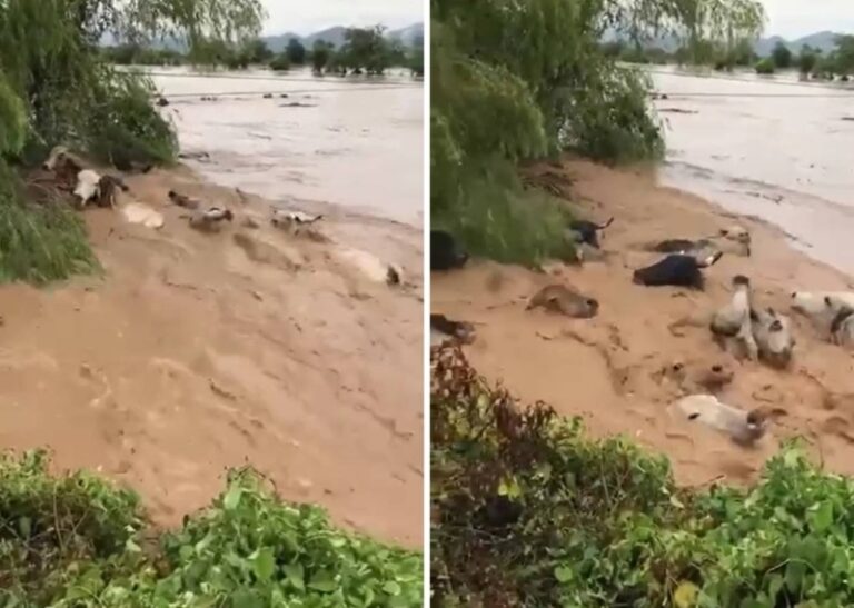 شاهد ماذا فعل سيل ضخم في مجموعة من الأبقار في وادي الفطيحة بجازان