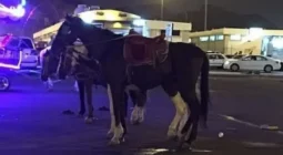 كشف تفاصيل جديدة بشأن الطفلة التي قضت تحت أقدام حصان في مكة