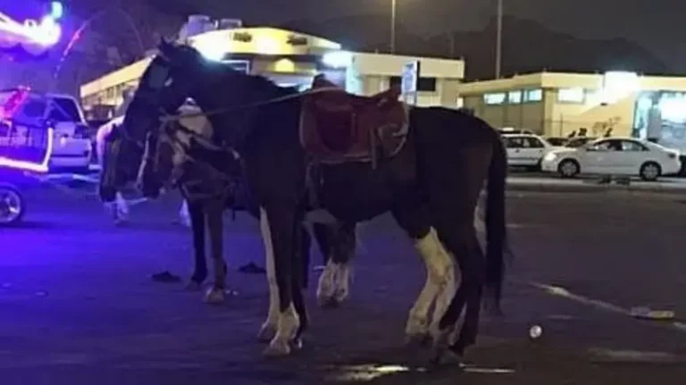 كشف تفاصيل جديدة بشأن الطفلة التي قضت تحت أقدام حصان في مكة