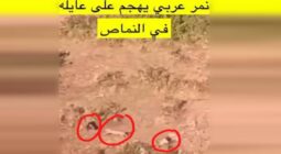 حقيقة هروب نمر عربي وهجومه على عائلة في النماص