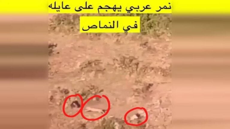 حقيقة هروب نمر عربي وهجومه على عائلة في النماص