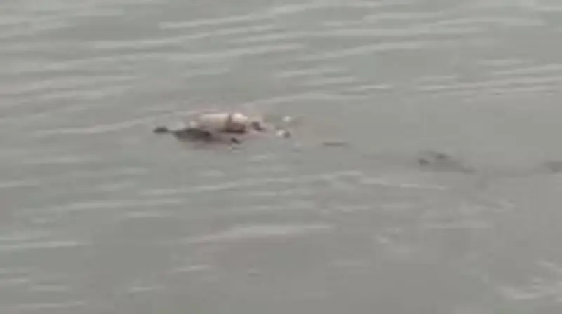 شاهد فيديو صادم لتمساح أعاد جثة طفل غرق وفشل أهله بالعثور عليه