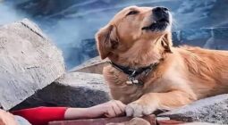زلزال تركيا.. قصة صورة الكلب الذي يحاول إنقاذ صاحبته من تحت الأنقاض