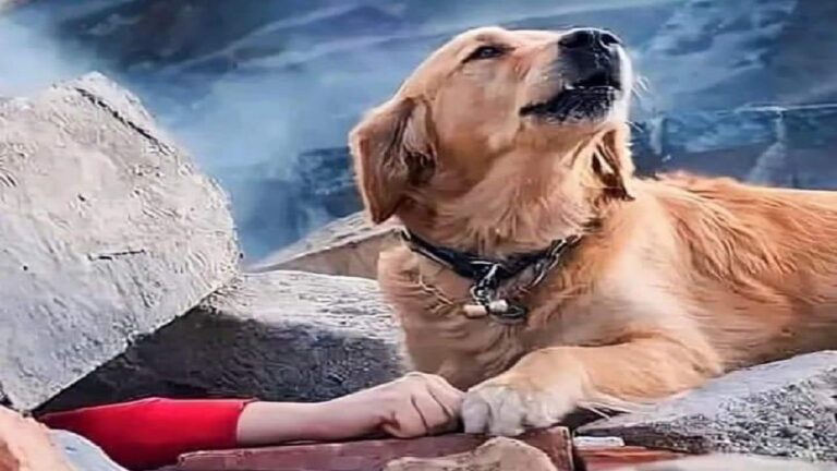 زلزال تركيا.. قصة صورة الكلب الذي يحاول إنقاذ صاحبته من تحت الأنقاض