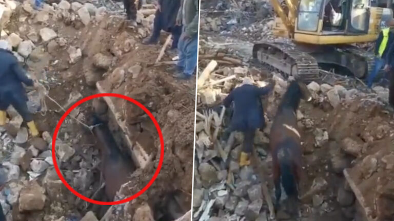 بعد 21 يومًا.. شاهد استخراج حصان على قيد الحياة من تحت أنقاض زلزال تركيا