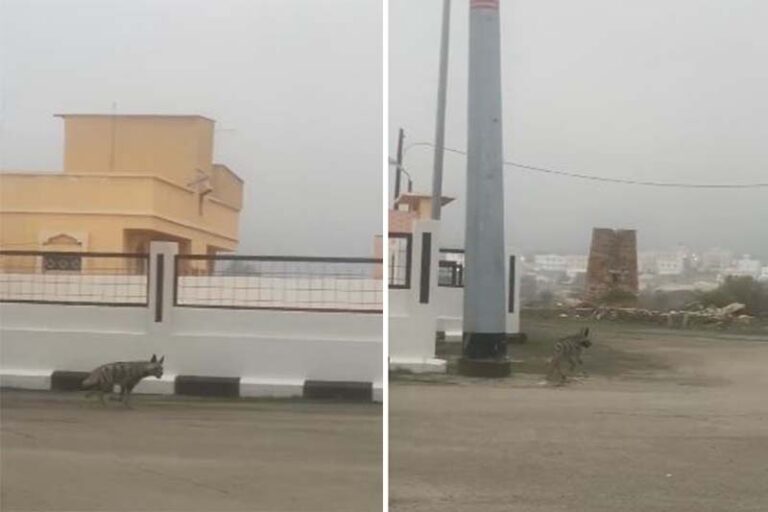 شاهد ضبع يتجول في أحد أحياء تنومة في عسير