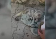 شاهد إنقاذ قطة من تحت الأنقاض بعد 49 يوماً على زلزال تركيا
