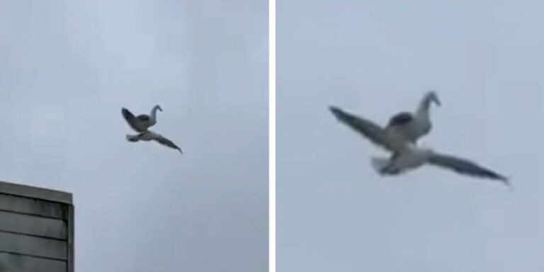 فيديو غريب.. شاهد ما فعله طائر نورس بآخر