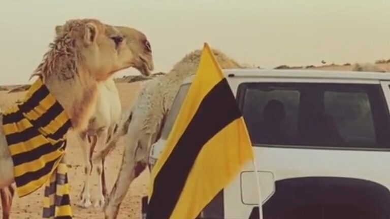 بعارين تتزين بشالات الاتحاد -فيديو