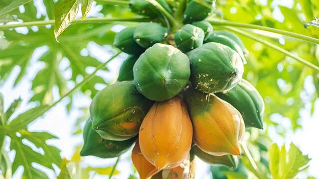 وزارة الزراعة توضح الفوائد المذهلة لفاكهة البابايا المتوفرة بكثرة في المملكة