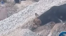 كشف حقيقة فيديو مريب لكلبة تدفن صغارها تحت الركام في غزة