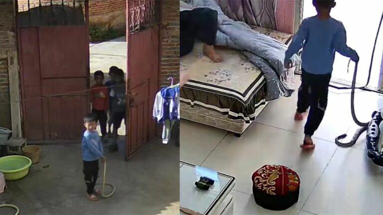 طفل صيني يفاجئ جدته بـ ثعبان طوله مترين.. شاهد ردة فعلها